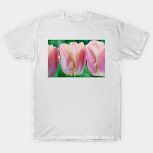 Tulipa  &#39;Apricot Beauty&#39;  AGM    Single Early Group Tulip T-Shirt